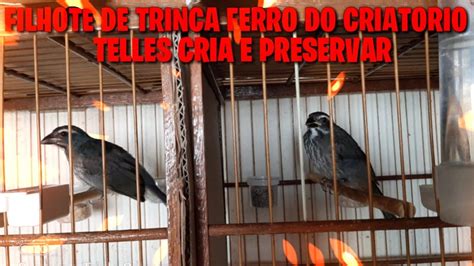 trinca ferro|trinca ferro churriando.
